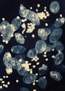 Cyanotype on paper, by Marie Canaves